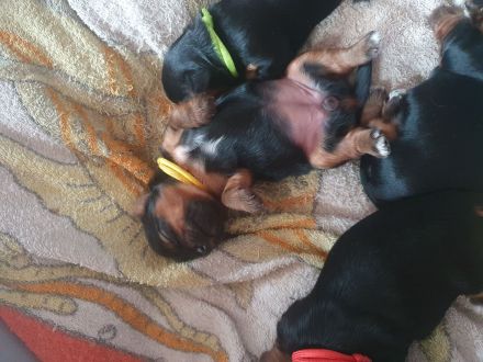Yorkshire Terrier Welpen