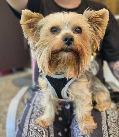 Yorkshire Terrier Welpen