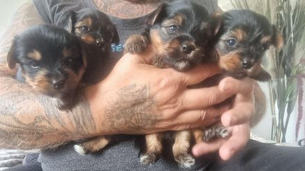 Yorkshire Terrier Welpen
