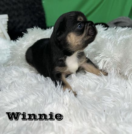 Französische Bulldoggen Welpen mit Näschen und Ahnentafel