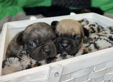 Französische Bulldoggen Welpen mit Näschen und Ahnentafel