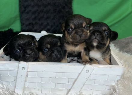 Französische Bulldoggen Welpen mit Näschen und Ahnentafel