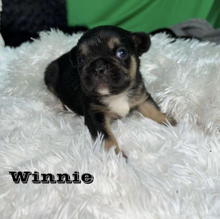 Französische Bulldoggen Welpen mit Näschen und Ahnentafel