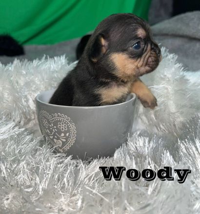 Französische Bulldoggen Welpen mit Näschen und Ahnentafel