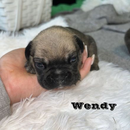 Französische Bulldoggen Welpen mit Näschen und Ahnentafel