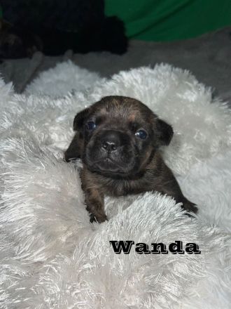 Französische Bulldoggen Welpen mit Näschen und Ahnentafel