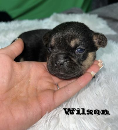 Französische Bulldoggen Welpen mit Näschen und Ahnentafel