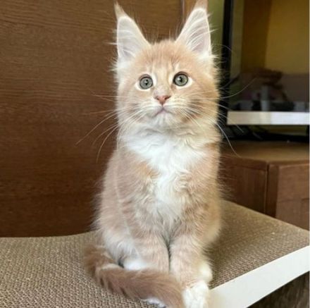 Maine Coon Kätzchen zu verkaufen!