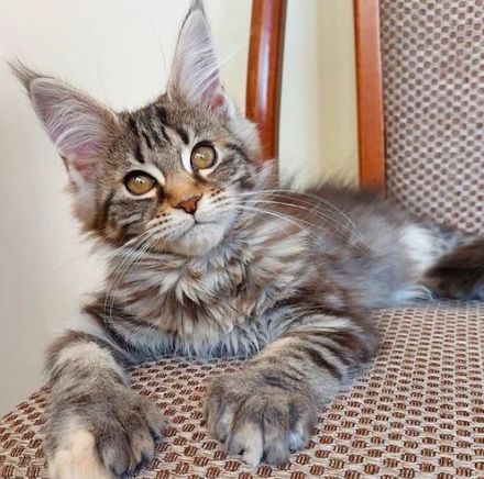 Maine Coon Kätzchen zu verkaufen!