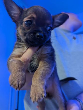 Chihuahua mix welpen