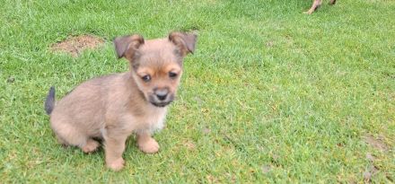 Chihuahua mix welpen