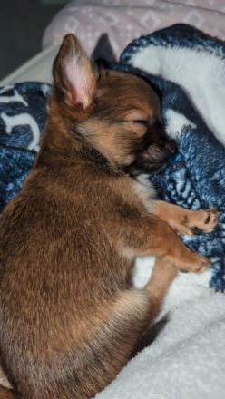 Chihuahua mix welpen