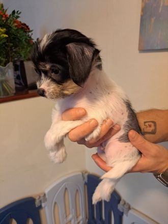 Drei süße Nackthunde Schopfhundwelpen suchen eine liebevolle Familie