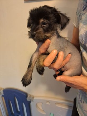 Drei süße Nackthunde Schopfhundwelpen suchen eine liebevolle Familie