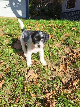 Drei süße Nackthunde Schopfhundwelpen suchen eine liebevolle Familie