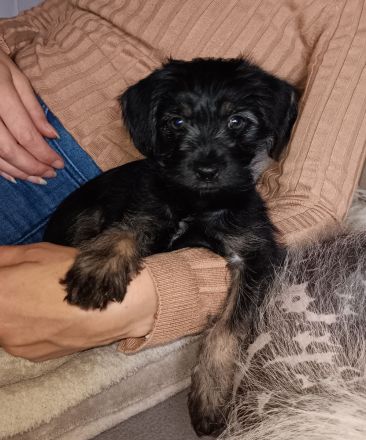 Drei süße Nackthunde Schopfhundwelpen suchen eine liebevolle Familie