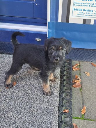 Drei süße Nackthunde Schopfhundwelpen suchen eine liebevolle Familie