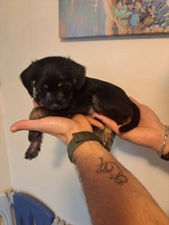 Drei süße Nackthunde Schopfhundwelpen suchen eine liebevolle Familie