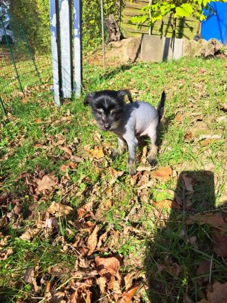 Drei süße Nackthunde Schopfhundwelpen suchen eine liebevolle Familie