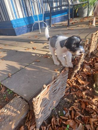 Drei süße Nackthunde Schopfhundwelpen suchen eine liebevolle Familie