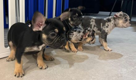 Französische Bulldoggen Welpen mit Stammbaum / Black Merle Tan / Isabella Merle Tan / Black Tan