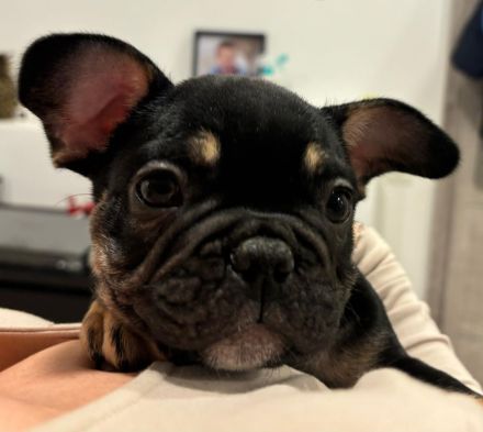 Französische Bulldoggen Welpen mit Stammbaum / Black Merle Tan / Isabella Merle Tan / Black Tan