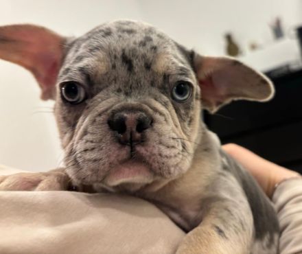 Französische Bulldoggen Welpen mit Stammbaum / Black Merle Tan / Isabella Merle Tan / Black Tan