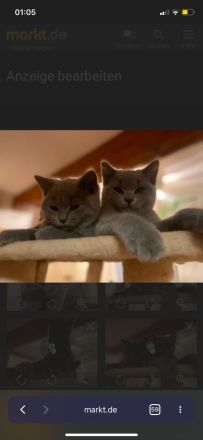 BKH reinrassige Kitten