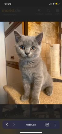 BKH reinrassige Kitten