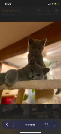 BKH reinrassige Kitten