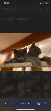 BKH reinrassige Kitten