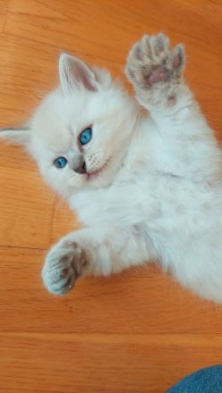 Reinrassige Ragdoll Kitten mit blauen Augen suchen ein neues Zuhause