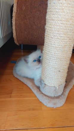 Reinrassige Ragdoll Kitten mit blauen Augen suchen ein neues Zuhause