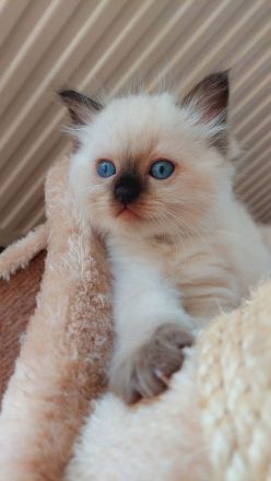 Reinrassige Ragdoll Kitten mit blauen Augen suchen ein neues Zuhause