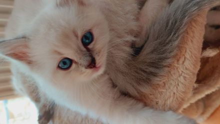 Reinrassige Ragdoll Kitten mit blauen Augen suchen ein neues Zuhause