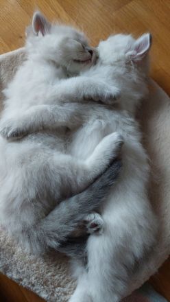 Reinrassige Ragdoll Kitten mit blauen Augen suchen ein neues Zuhause