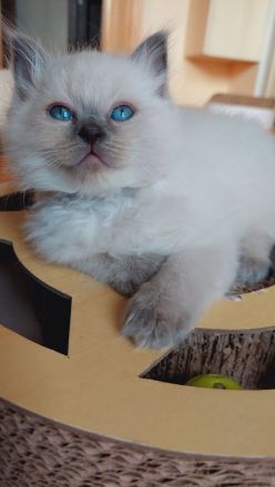 Reinrassige Ragdoll Kitten mit blauen Augen suchen ein neues Zuhause