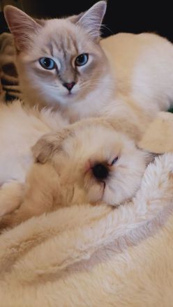 Reinrassige Ragdoll Kitten mit blauen Augen suchen ein neues Zuhause