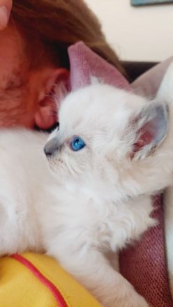 Reinrassige Ragdoll Kitten mit blauen Augen suchen ein neues Zuhause