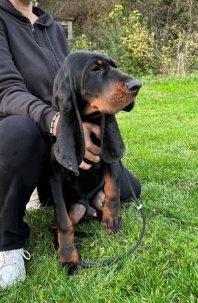 Coonhound Black and Tan