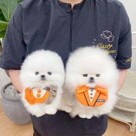 Pomeranian welpen