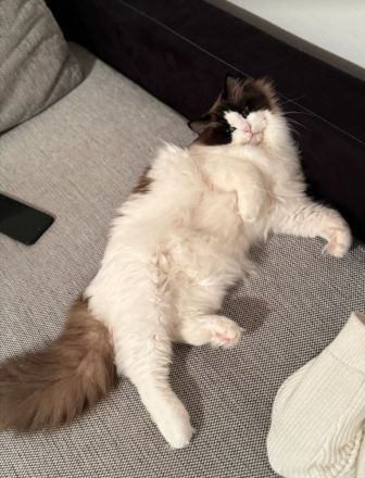 Zuckersüße typvolle Ragdoll Kitten