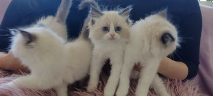 Zuckersüße typvolle Ragdoll Kitten