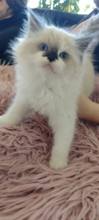 Zuckersüße typvolle Ragdoll Kitten