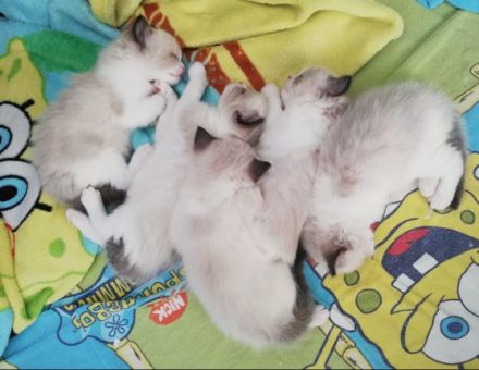 Zuckersüße typvolle Ragdoll Kitten