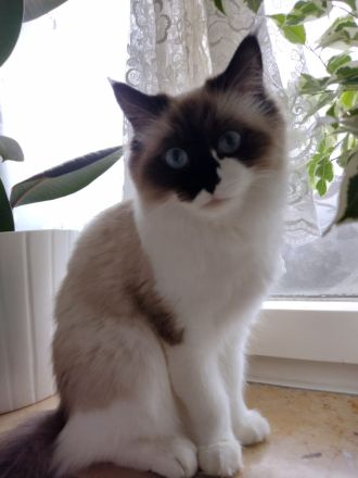 Zuckersüße typvolle Ragdoll Kitten