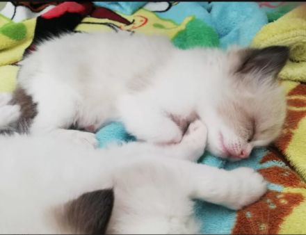 Zuckersüße typvolle Ragdoll Kitten