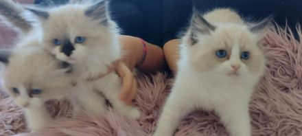 Zuckersüße typvolle Ragdoll Kitten