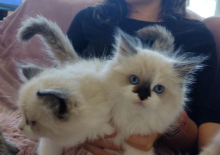 Zuckersüße typvolle Ragdoll Kitten