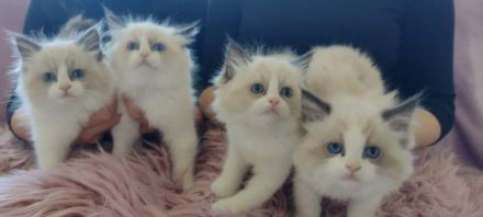 Zuckersüße typvolle Ragdoll Kitten